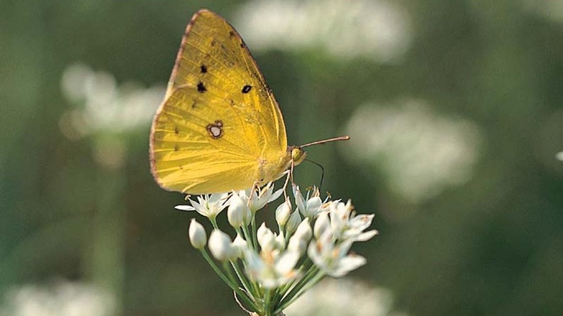 1024Butterfly529